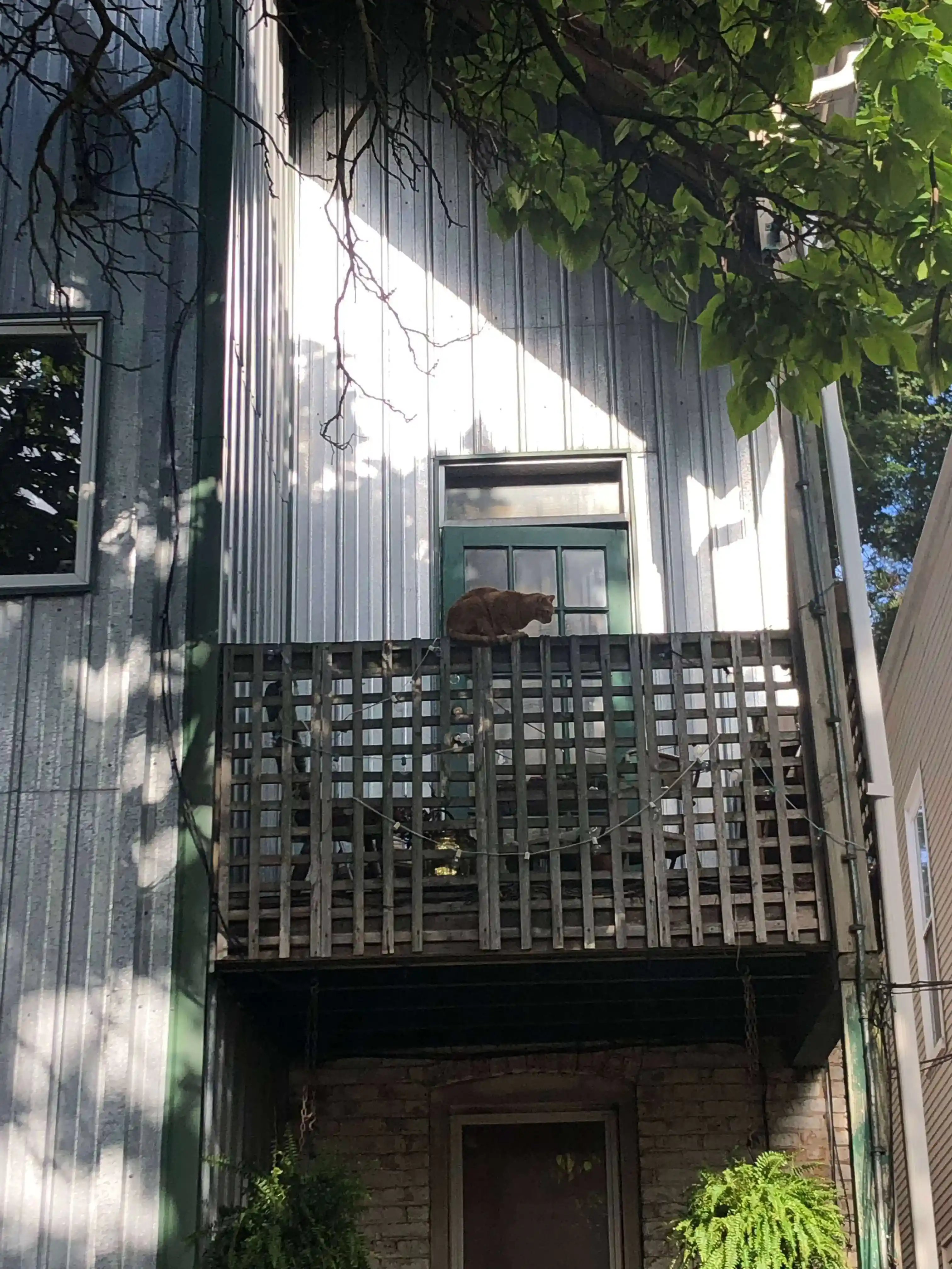 Cat on a railing.